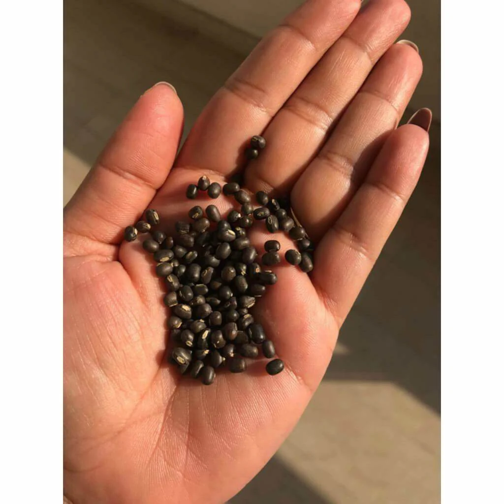 'Black Gold' Body Oil - Best Body Moisturizer for Saggy, Droopy, Dry, Mature, Aging Skin - Made with Black Gram, Velvet Bean and Himalayan Rock Salt - Image 16